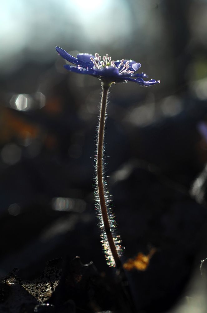 Photograph by ALEXANDER POPOV