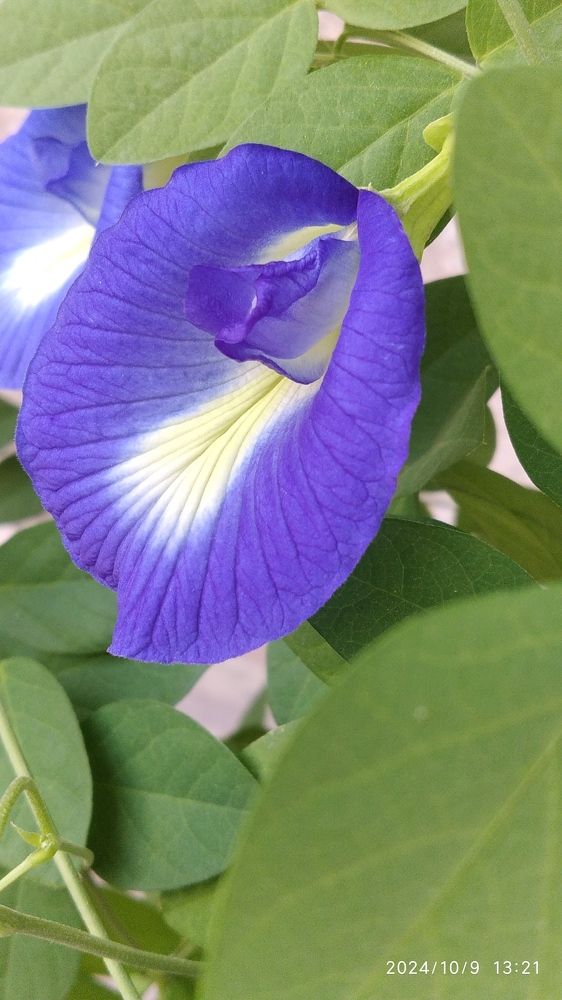 Blue Flowers