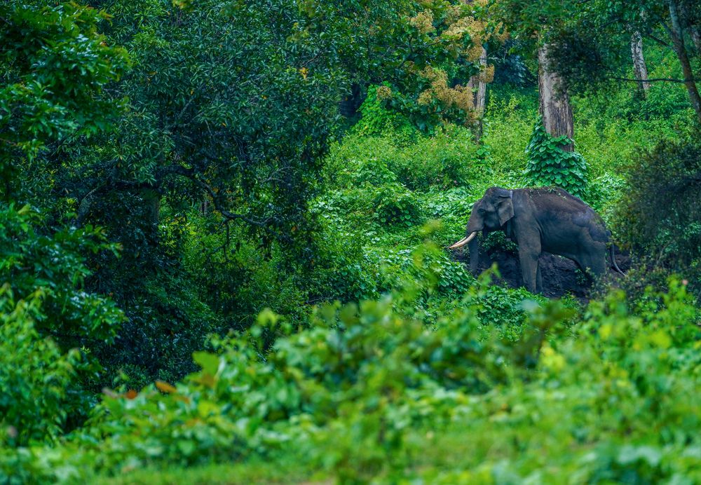 Photograph by SARAVANA MANICKAM