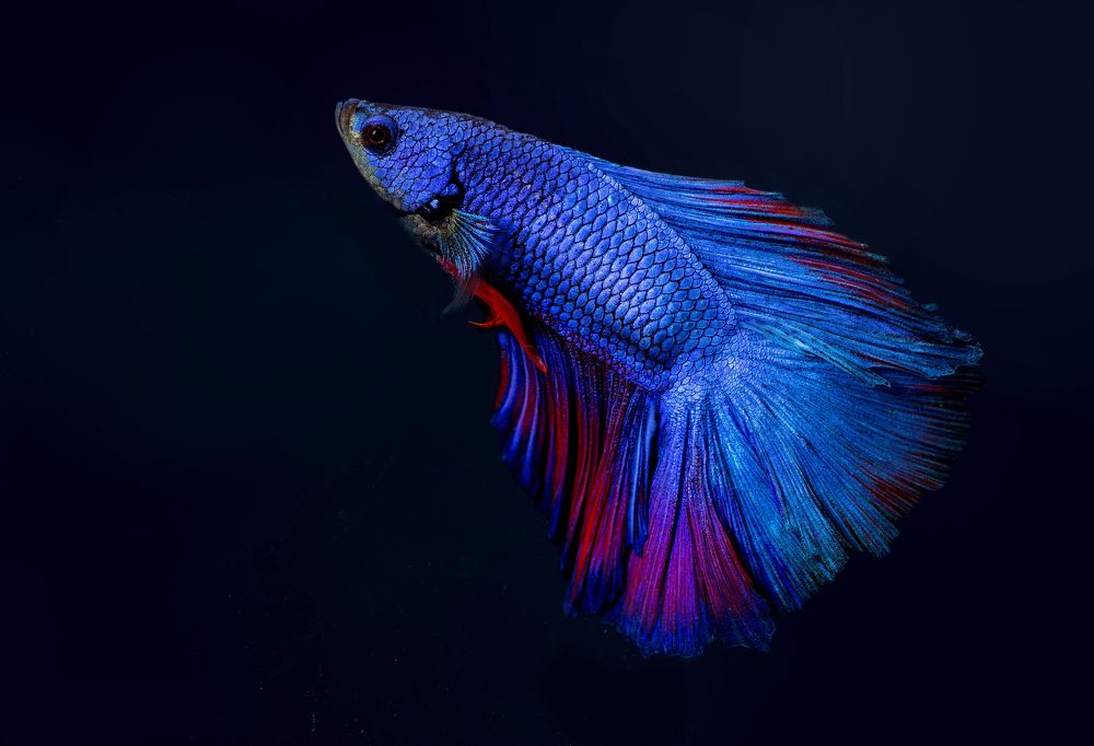 Фотография автора Онучина Юлия