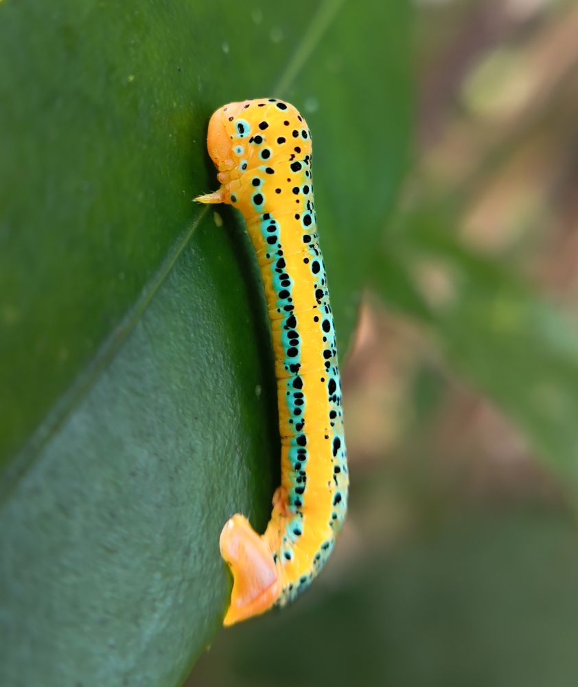 Фотография автора Umesha Madhushan