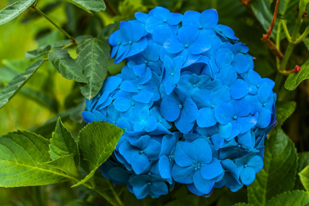 Photograph by AGUINALDO MATOS