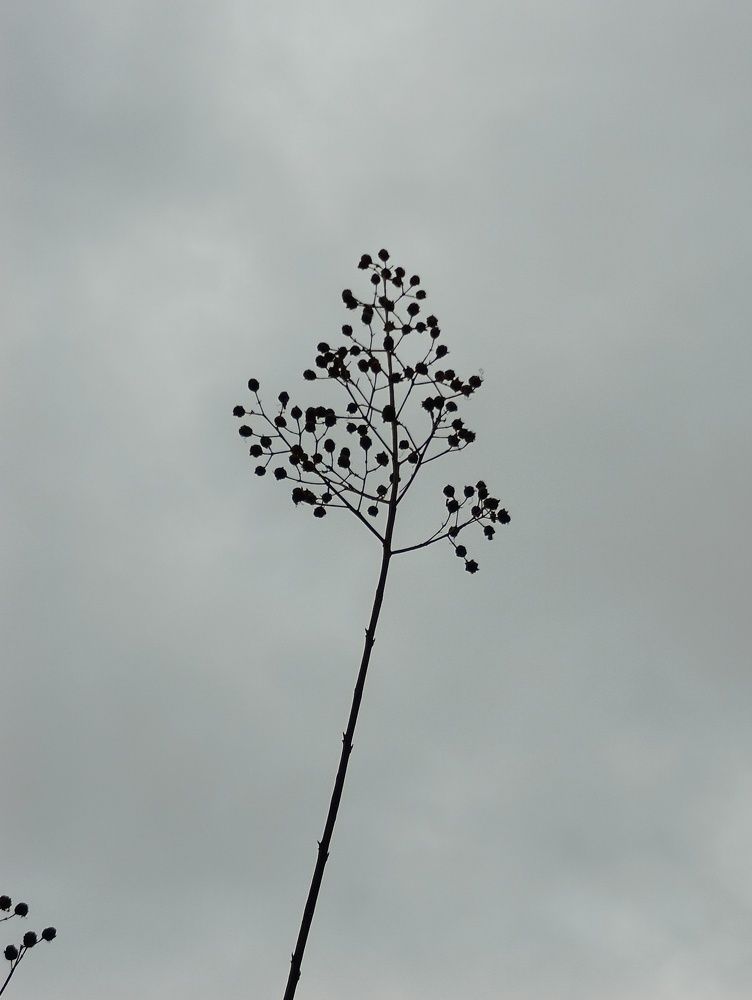 Фотография автора Елена Александрова