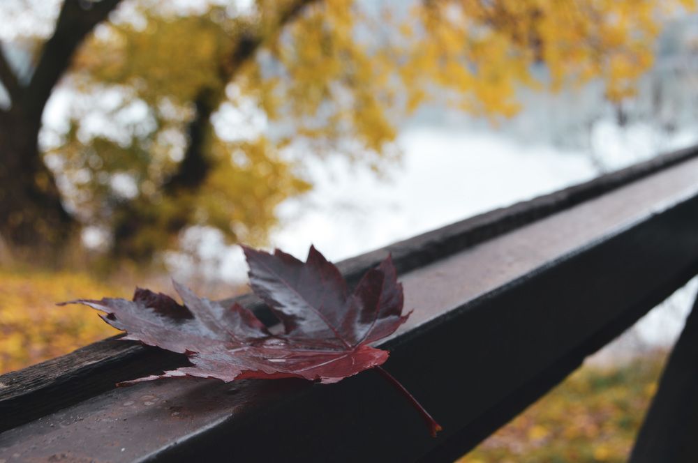 Одинокая осень