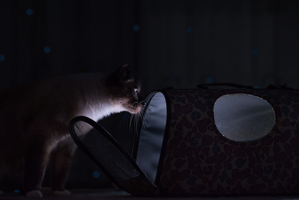 Photograph by Рагинская Ольга