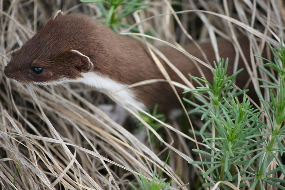 Фотография автора Татьяна Шебаршенко