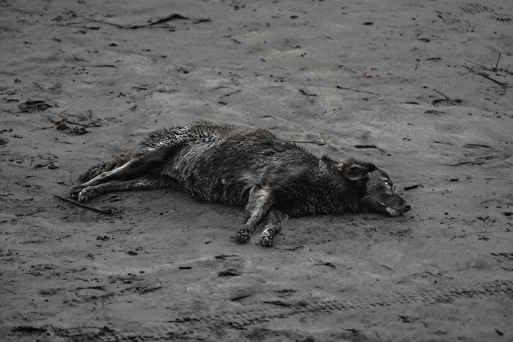 Фотография автора Devanand K S