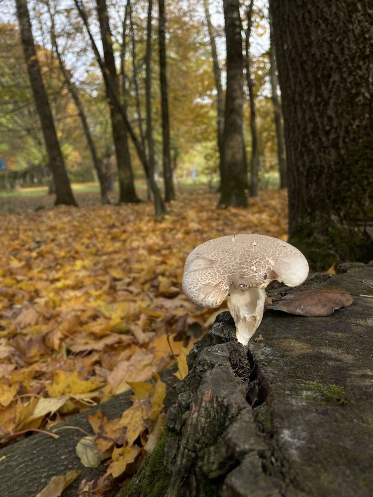 Фотография автора Ольга Каминская