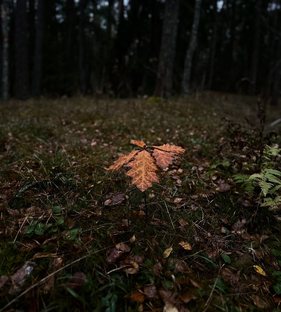 Photograph by Jekaterina Michejeva