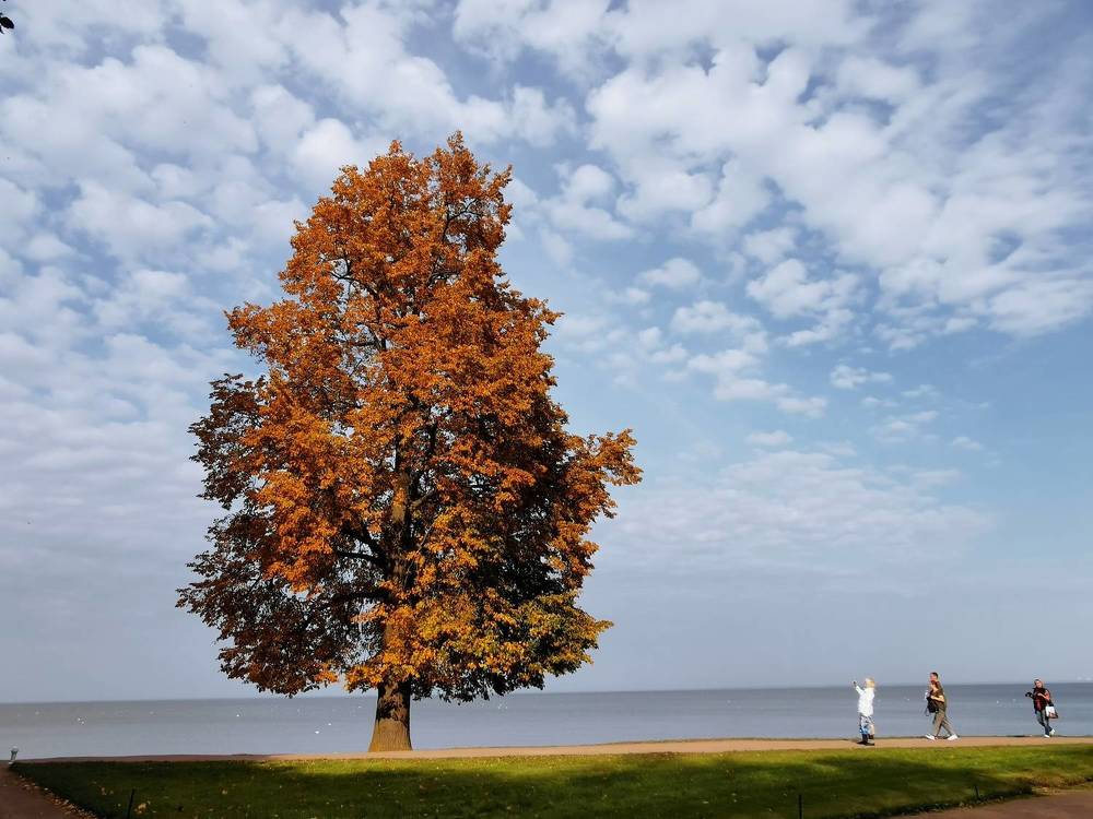 Фотография автора OLGA Dmitryachkova