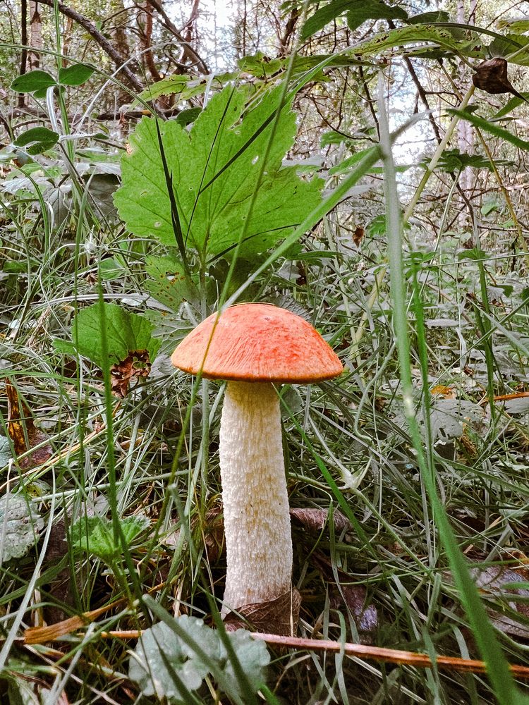 Photograph by Анастасия Германова