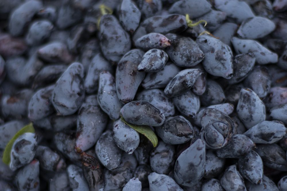 Photograph by Светлана Тарханова