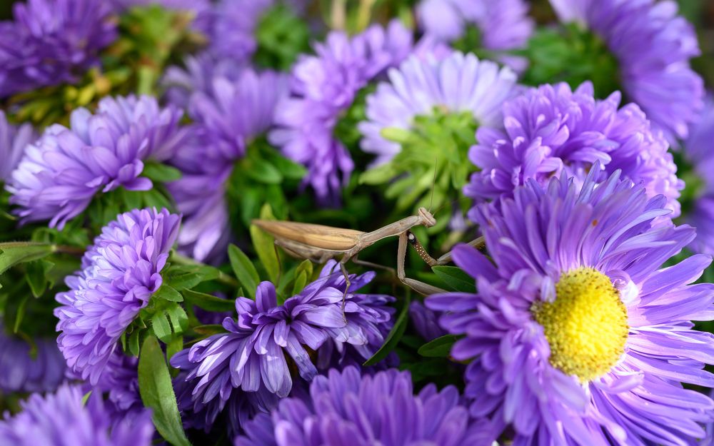 Фотография автора Ольга Степанова