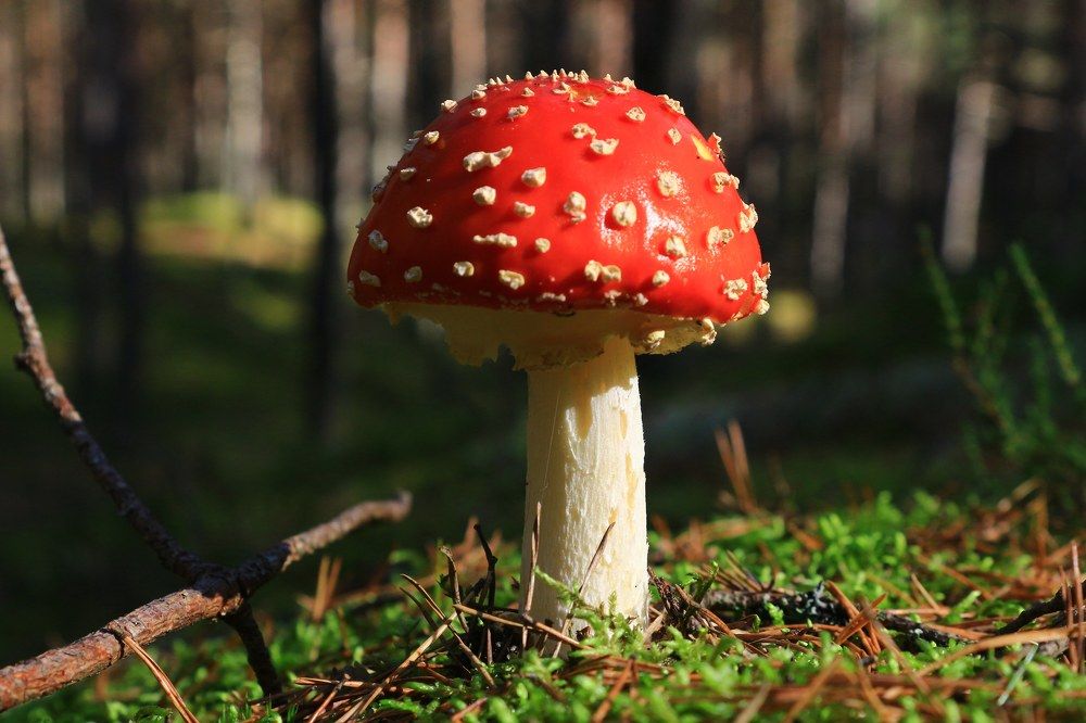 Photograph by Igors Rostikovs