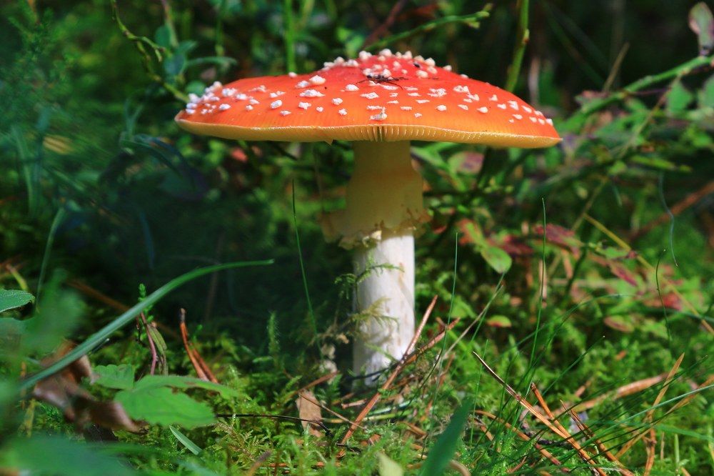 Photograph by Igors Rostikovs