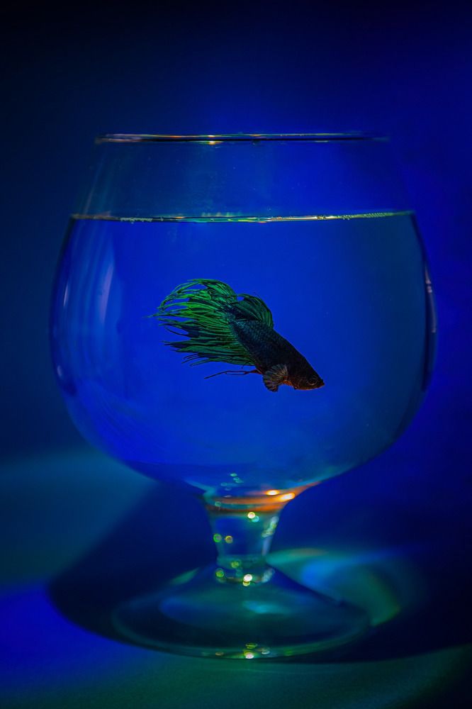 Photograph by Галина Сычева