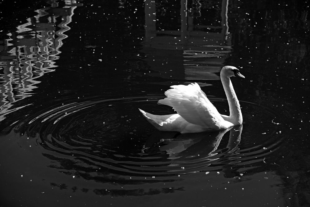 По чёрной воде...