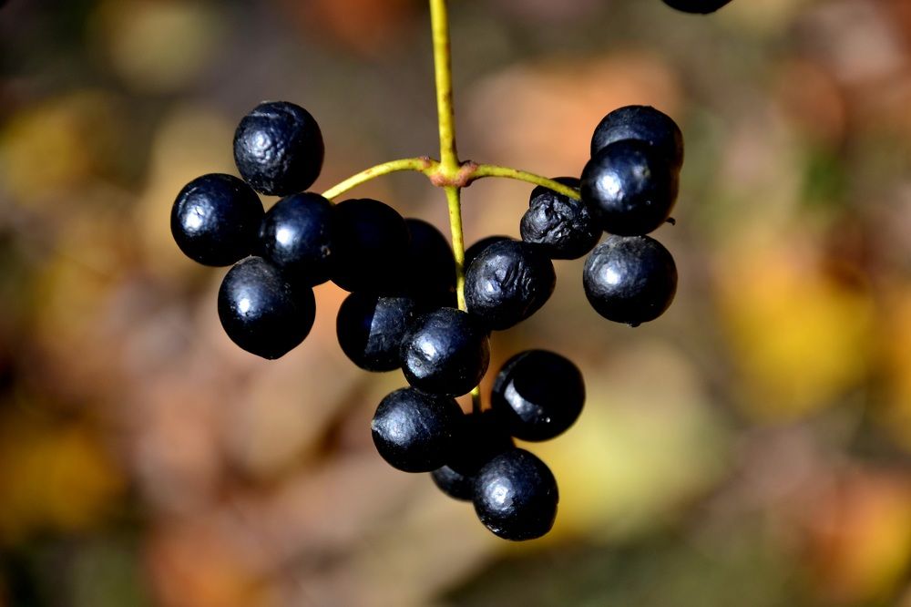 Фотография автора Анатолий Борисенко