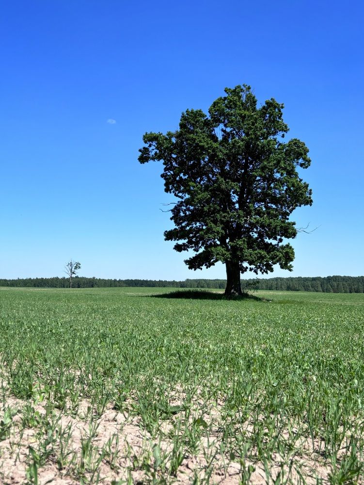 Photograph by Halina Mitsevich