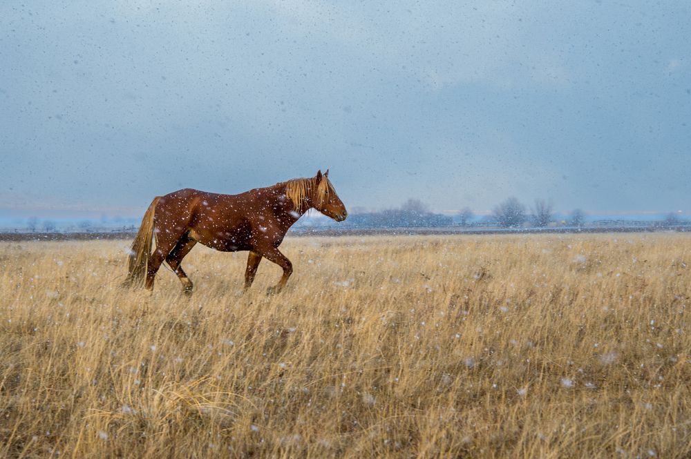 Одинокая лошадь бредёт сама собой в метель