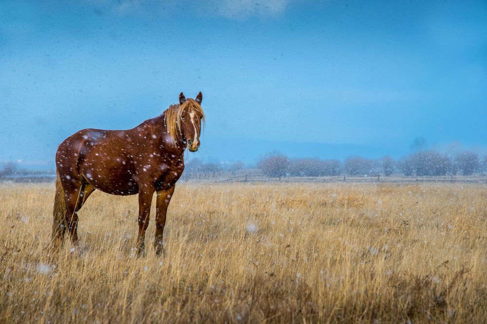 Одинокая лошадь