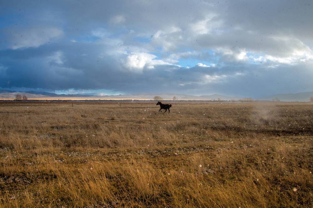 Жеребёнок на просторе