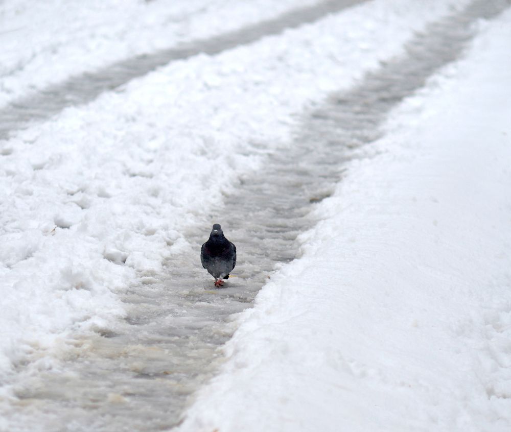 одинокий голубь на зимней дороге