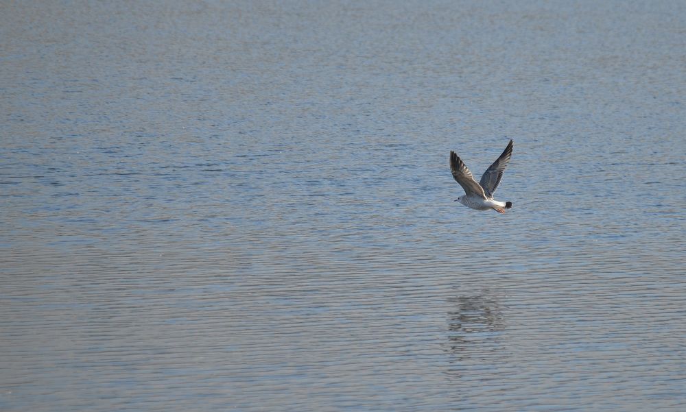 Речная чайка на просторах водной глади реки Вах