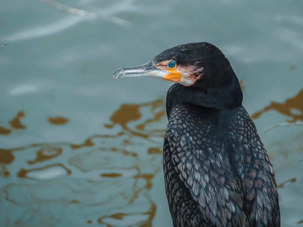 Photograph by Ирина Протченко