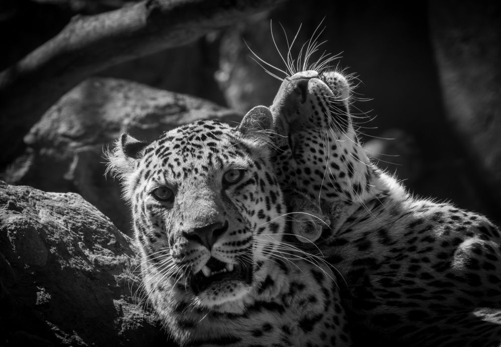 Photograph by Дудников Александр