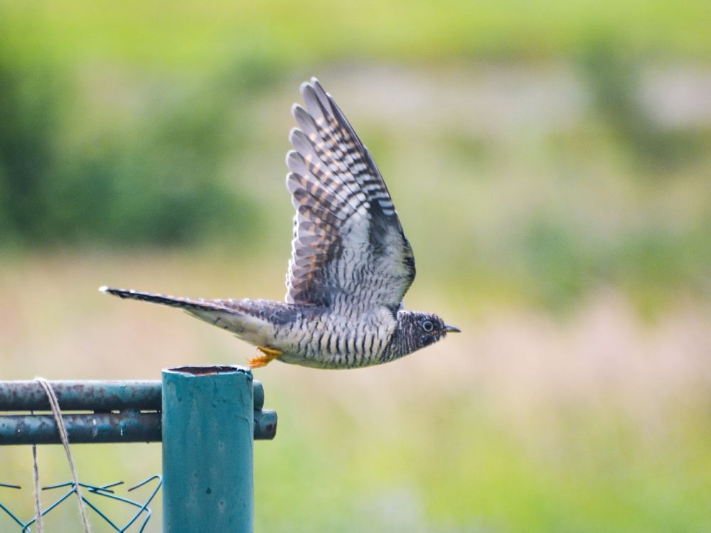 Photograph by Анастасия Гурова