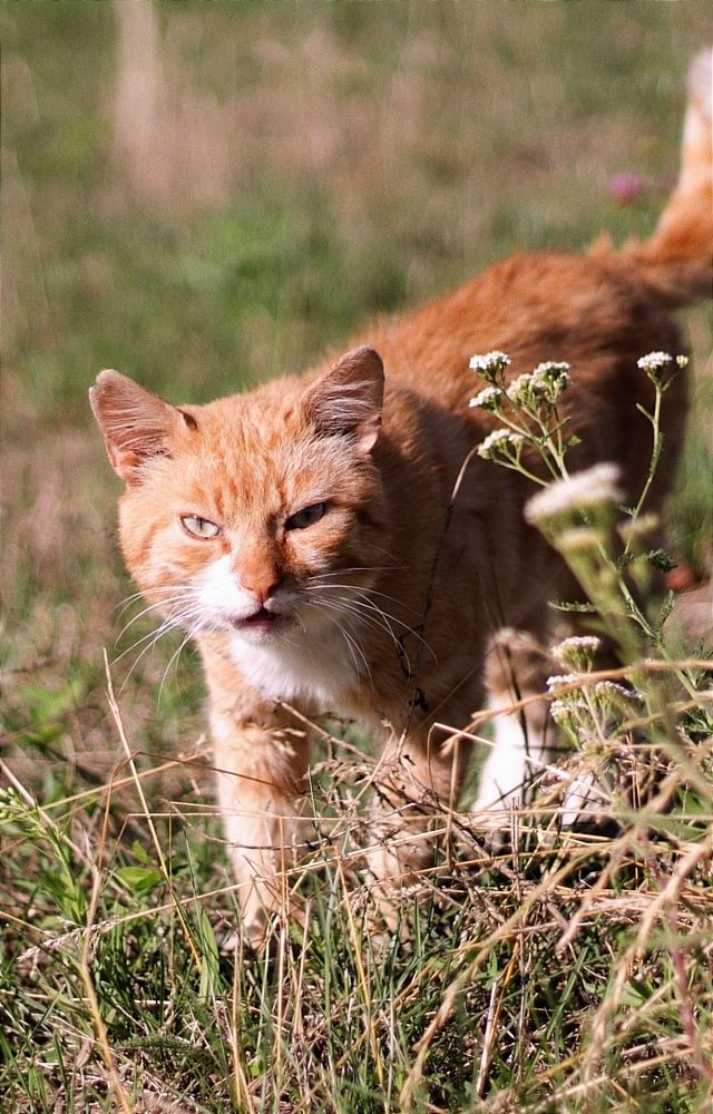 Фотография автора Татьяна Миранович