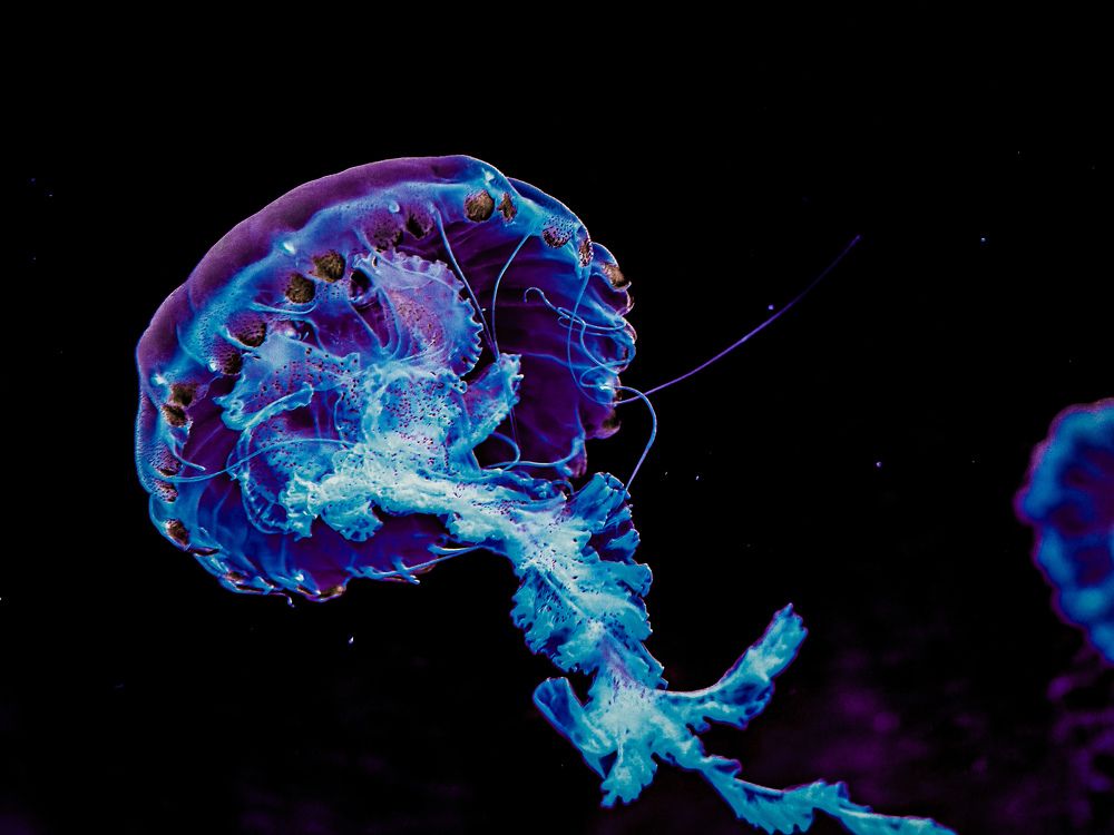 Photograph by Pilar Pratomo Pilar Pratomo