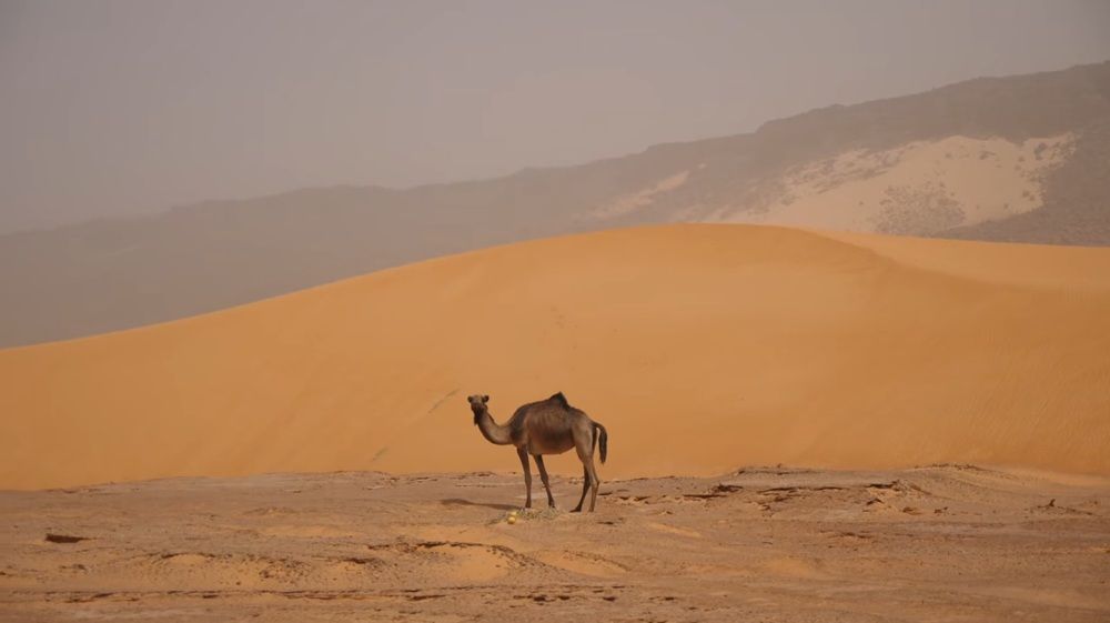 Марокканский одногорбый