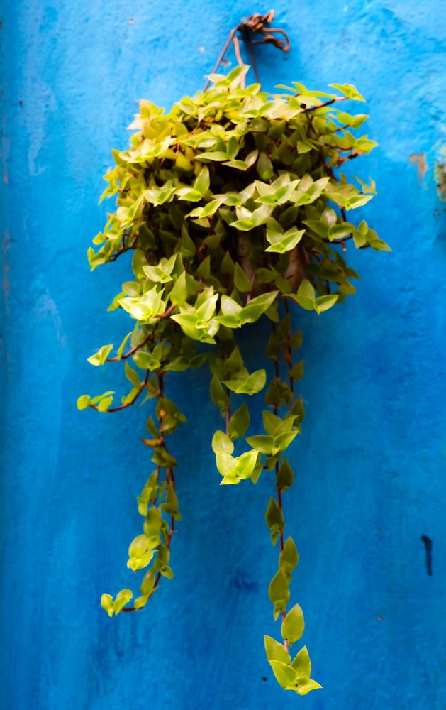 Фотография автора Debapriya Dasgupta