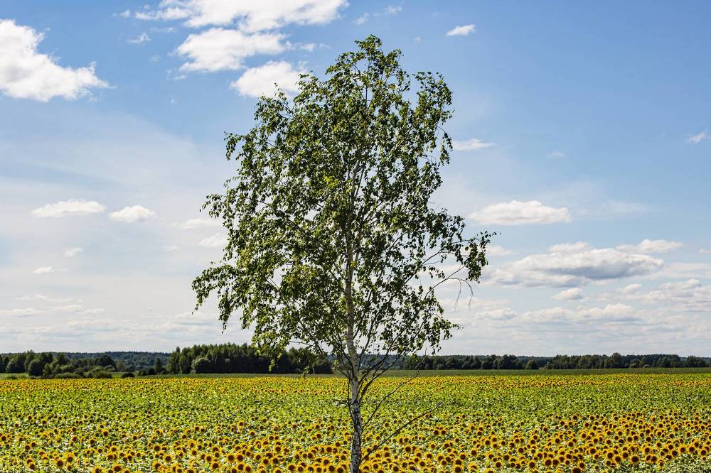 В подсолнухах