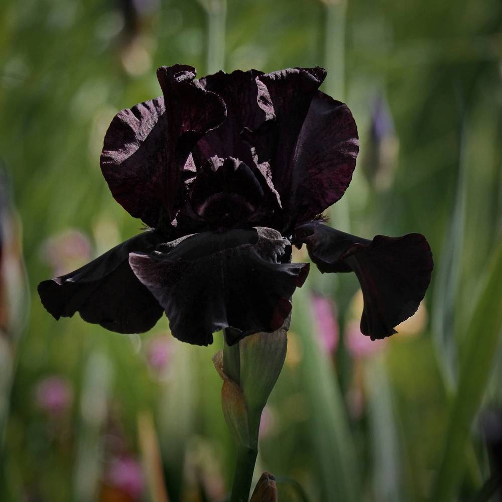 Фотография автора Юрий Кольцов