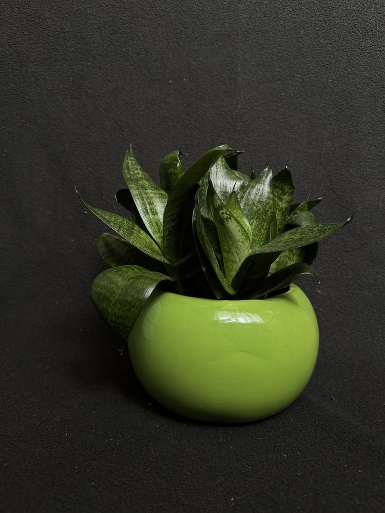 Photograph by Анна Пигулевская