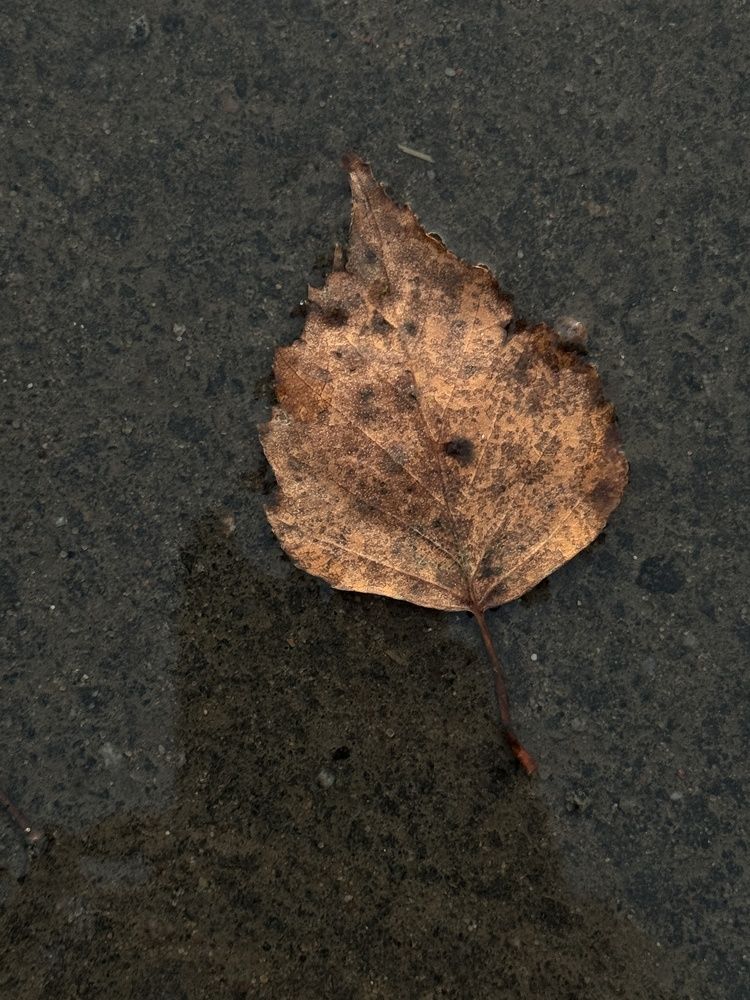 Photograph by Анна Пигулевская