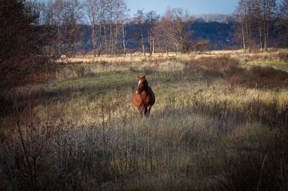 Фотография автора Елена Запертова