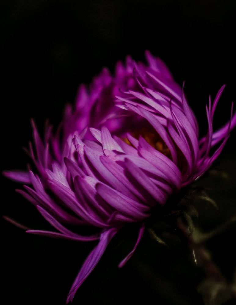 Photograph by Олеся Бронзова