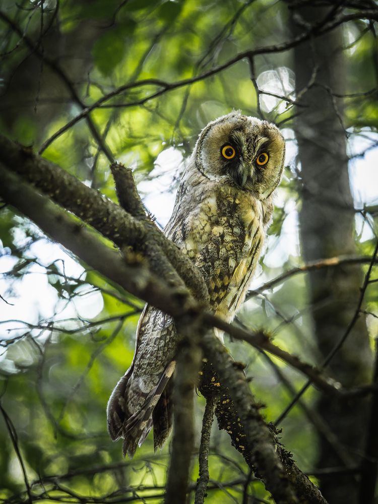 Фотография автора Татаринов Валерий