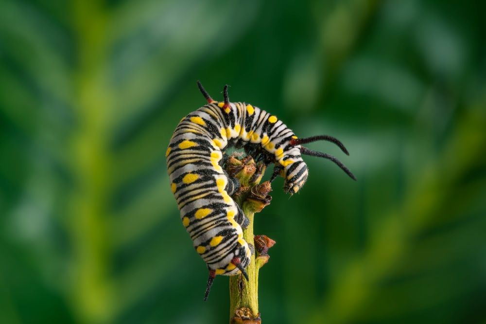 Photograph by Hocine Ferhat