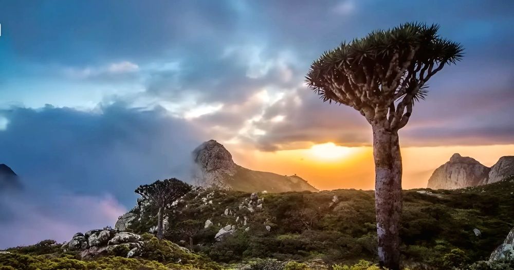 Драконовое дерево