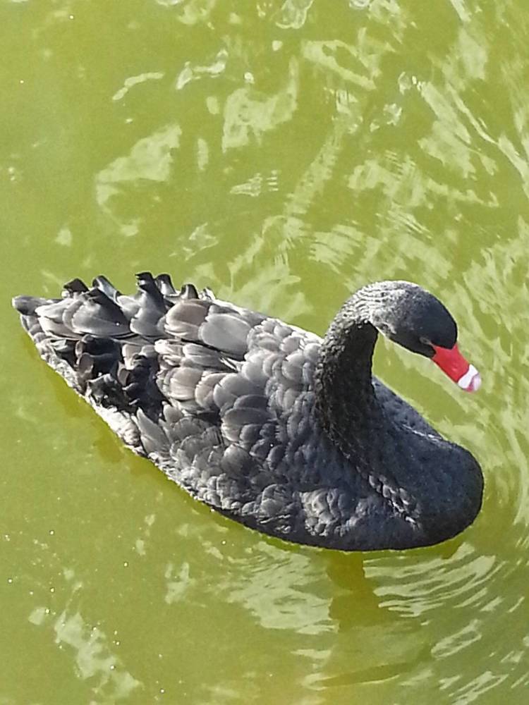 Photograph by Edmund Randal