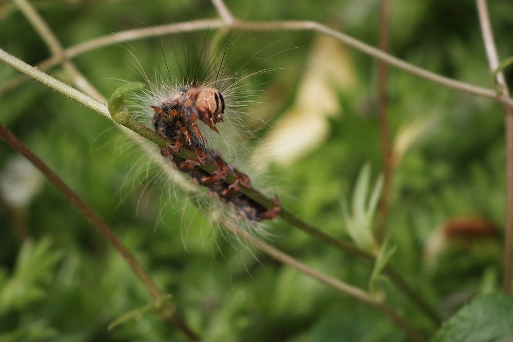 Фотография автора Юрий Кольцов