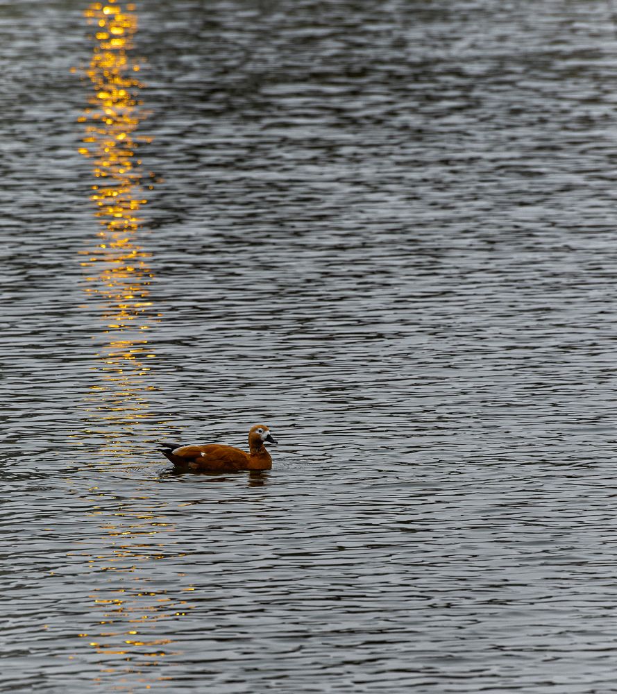 Photograph by Сергей Басов