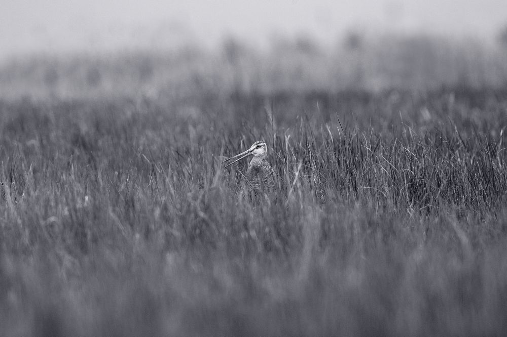 Photograph by Сосновских Вячеслав