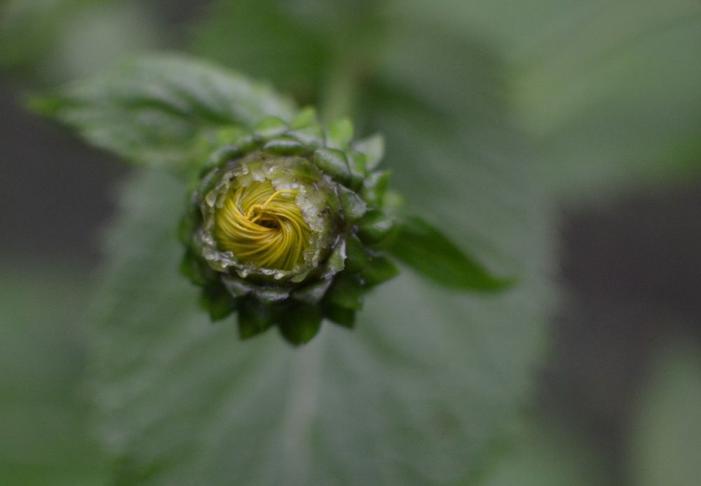 Фотография автора Ольга Беликова