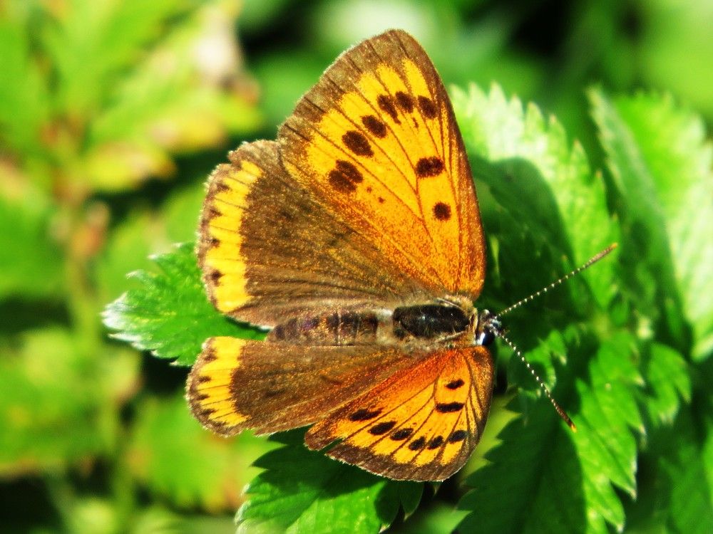 Photograph by Лариса Басова